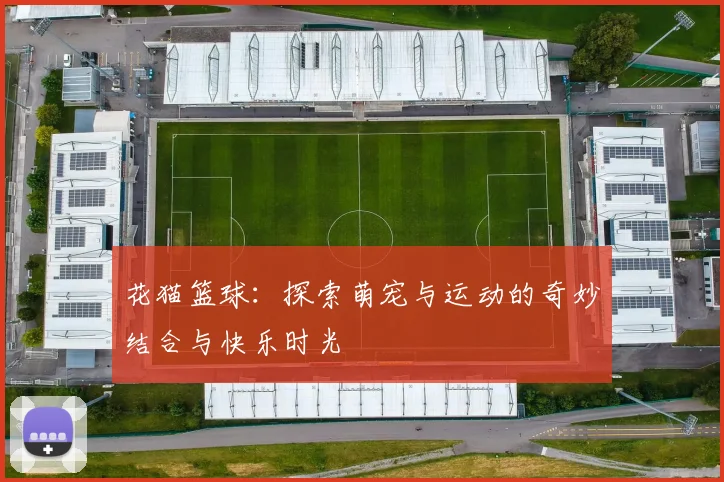 花猫篮球：探索萌宠与运动的奇妙结合与快乐时光